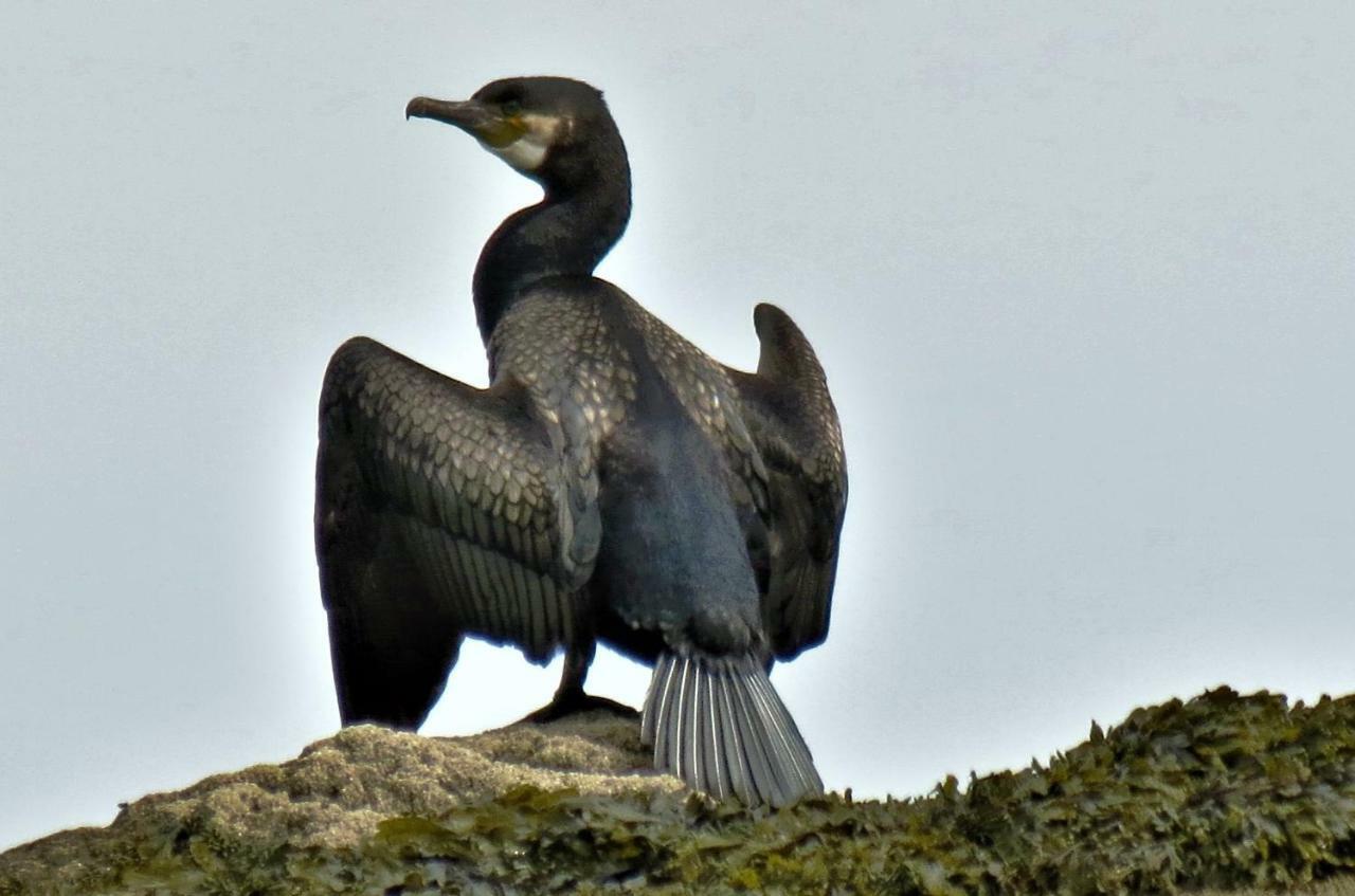 Eagles Lodge Llanstephan  Εξωτερικό φωτογραφία